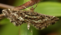 Diasemiopsis ramburialis