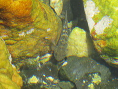 Caffrogobius nudiceps