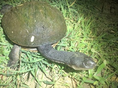 Chelodina