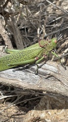 Phymateus viridipes