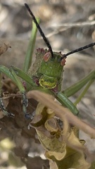 Phymateus viridipes