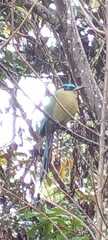 Momotus aequatorialis