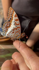 Charaxes brutus