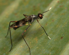 Hybobata fuelleborni