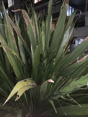 Doryanthes palmeri