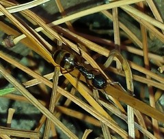 Camponotus subbarbatus