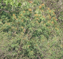 Pittosporum pentandrum