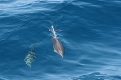Stenella coeruleoalba