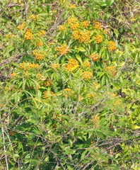 Pittosporum pentandrum
