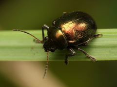 Colasposoma