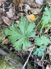 Geranium sylvaticum