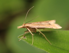 Diasemia monostigma