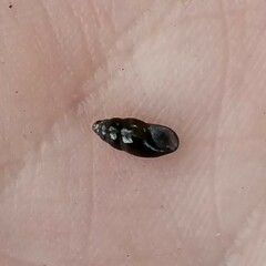 Cochlicopa lubrica
