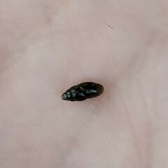 Cochlicopa lubrica