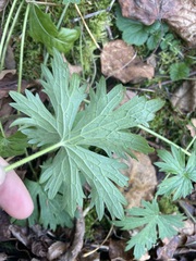 Geranium sylvaticum