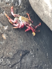 Grapsus adscensionis