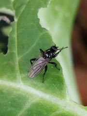 Sphaeroceridae