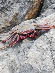 Grapsus adscensionis