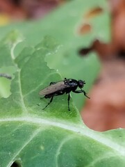 Sphaeroceridae