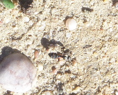 Camponotus micans