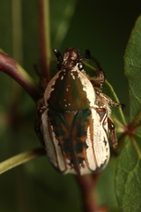 Elaphinis irrorata