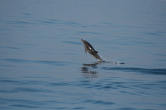 Stenella coeruleoalba