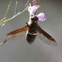 Exoprosopa rostrifera