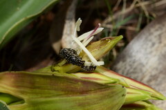 Oxythyrea testaceoguttata