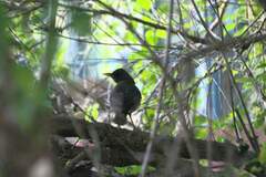Turdus olivaceus