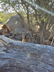 Procavia capensis capensis