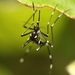 Aedes simpsoni - Photo (c) Gavin Hazell, some rights reserved (CC BY-NC), uploaded by Gavin Hazell