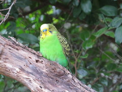 Melopsittacus undulatus
