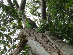Melopsittacus undulatus