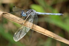Hemistigma albipunctum