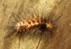 Tumicla sagenaria