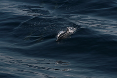 Stenella coeruleoalba