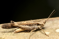 Morphacris fasciata