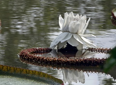 Victoria amazonica