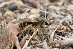 Lasioglossum