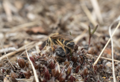 Lasioglossum