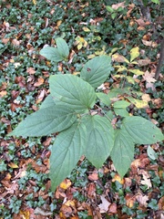 Viburnum setigerum