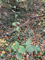 Viburnum setigerum