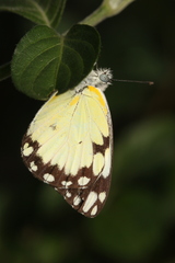 Belenois creona severina