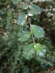 Ehretia microphylla