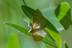 Paratalanta pandalis