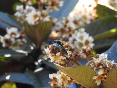 Macrocneme chrysitis