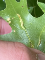 Macrodiplosis qoruca