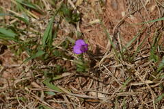 Polygala transvaalensis