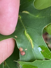 Macrodiplosis qoruca