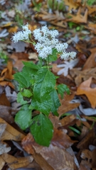 Ageratina aromatica